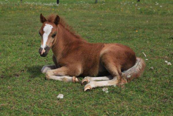 kůň na trávě skládačky online