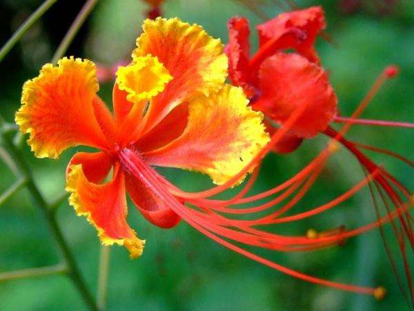 exotisk blomma Pussel online