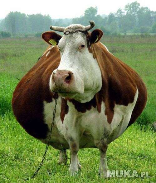 tlustá kráva skládačky online
