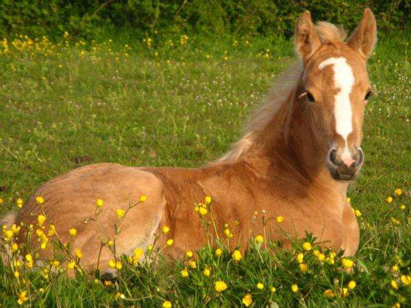 Πολωνικό άλογο παζλ online