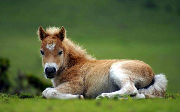 polsk häst Pussel online