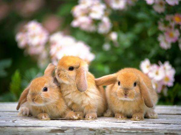маленькие рыжие кролики пазл онлайн