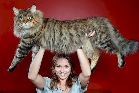 гигантска котка онлайн пъзел