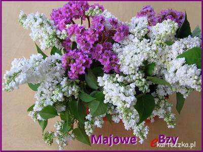 May lilac jigsaw puzzle online