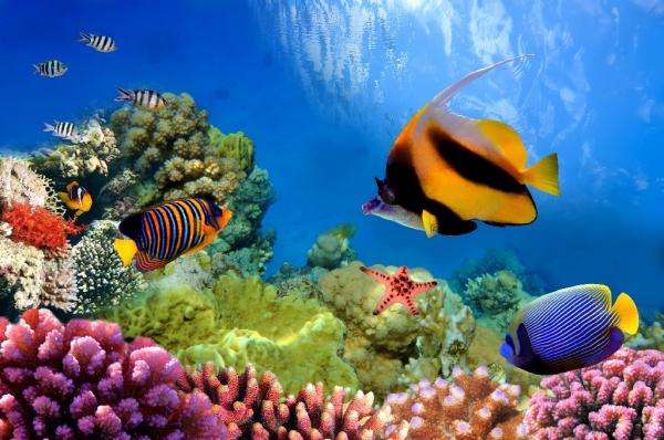 Leben an einem Korallenriff Online-Puzzle