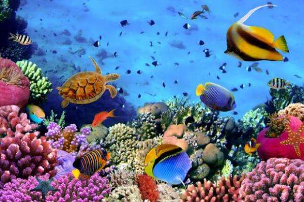 Australien-Great Barrier Reef Online-Puzzle