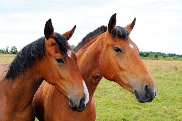 две лошади или пара пазл онлайн