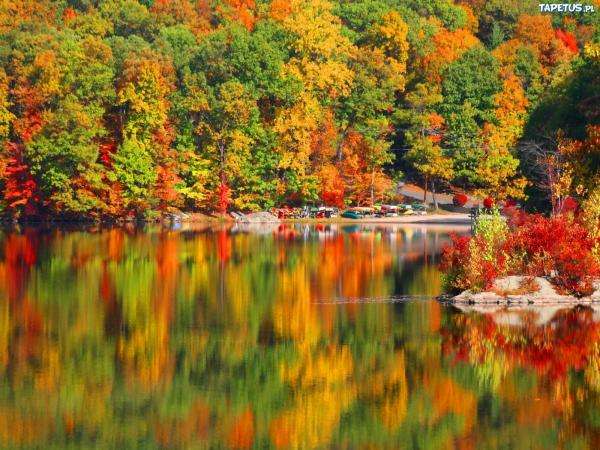 warm colors of the forest jigsaw puzzle online