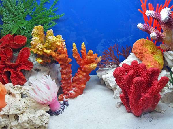 barevný korálový útes online puzzle
