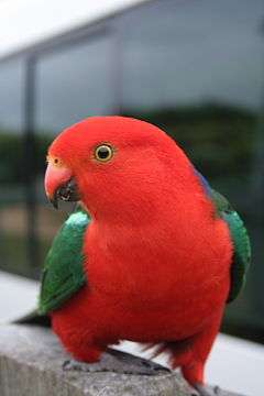 červený papoušek skládačky online