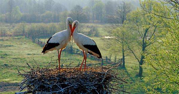 storks in love online puzzle