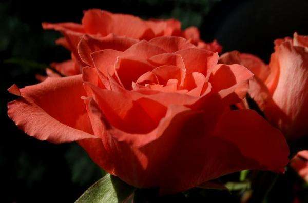 Rosen, kleine und große Rosen Puzzlespiel online