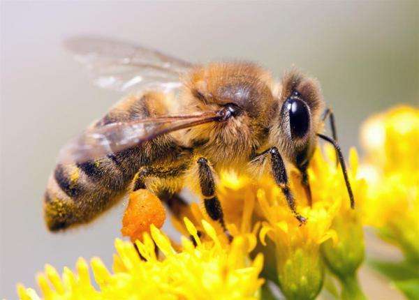 honey bee online puzzle