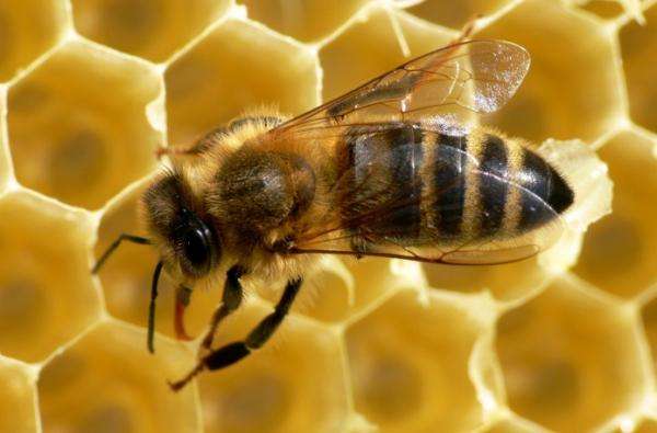 μέλισσα στην κηρήθρα online παζλ