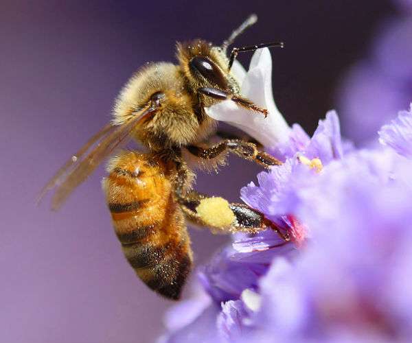pollinering av en blomma Pussel online