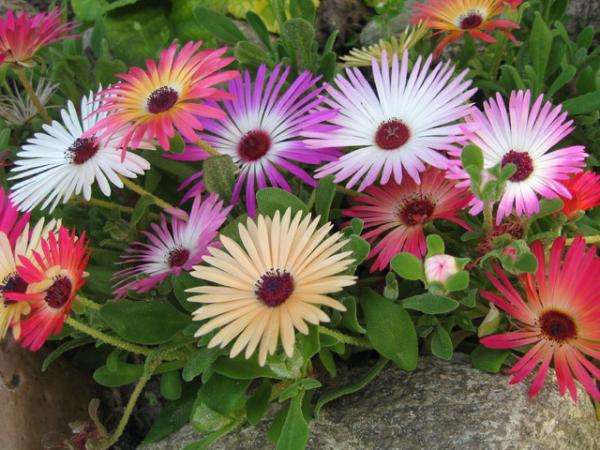barevné léto na zahradě skládačky online