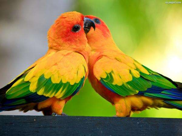 fågelromantik pussel på nätet