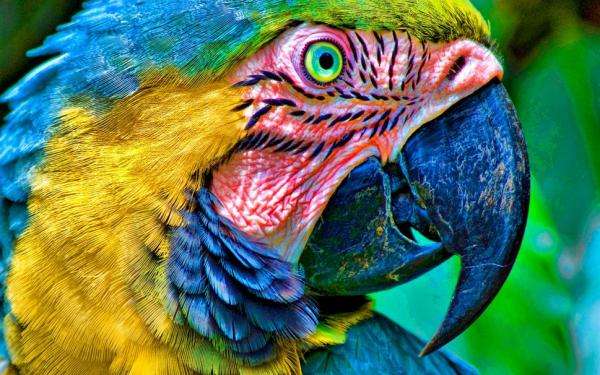 papegaai close-up online puzzel