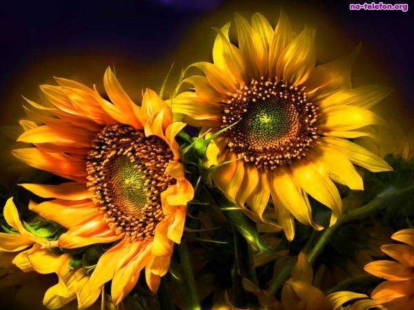 slunečnice slunečnice skládačky online