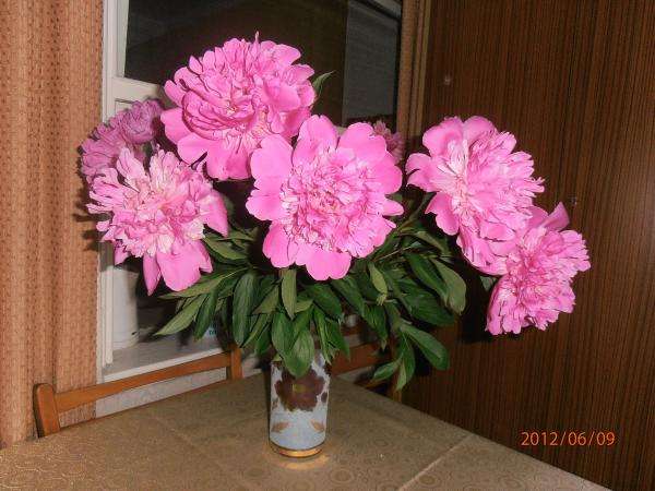 Peonies in a vase jigsaw puzzle online