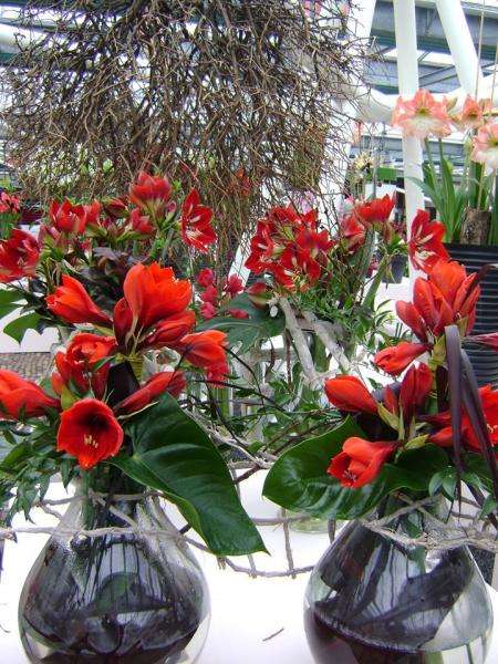 Κόκκινα λουλούδια παζλ online