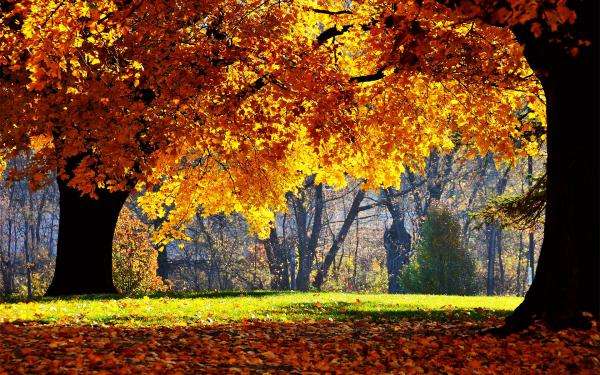 есенни дървета онлайн пъзел