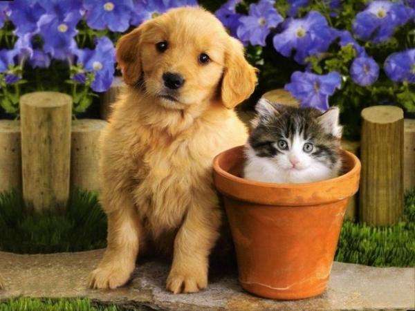 kitten and dog online puzzle