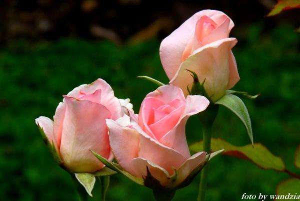 three roses jigsaw puzzle online
