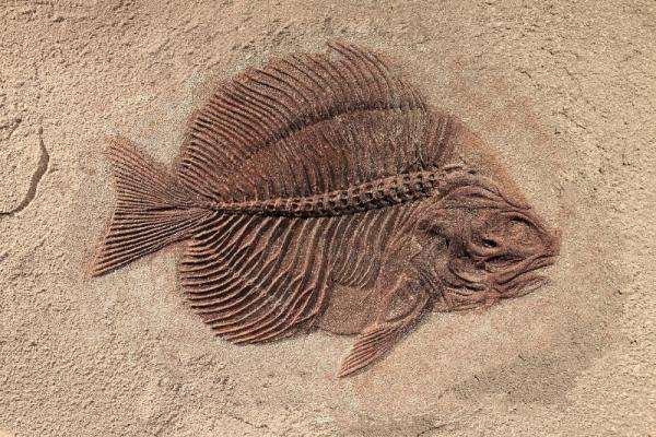 fossile fossile puzzle online