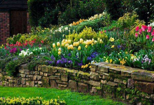 bellissimi tulipani colorati puzzle online