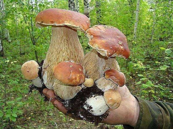 erdő - gombák kirakós online