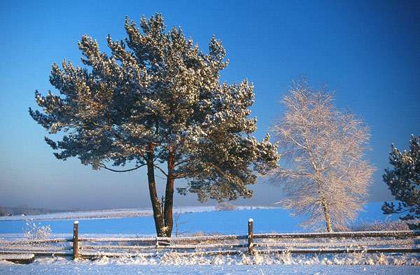 winter trees jigsaw puzzle online