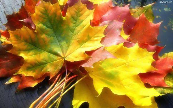 őszi levelek kirakós online