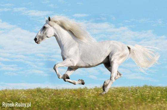 vit häst Pussel online