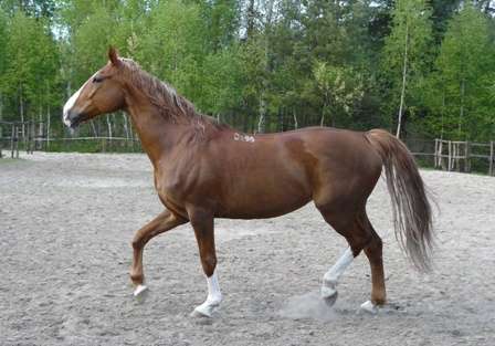 Cavallo da equitazione ucraino puzzle online