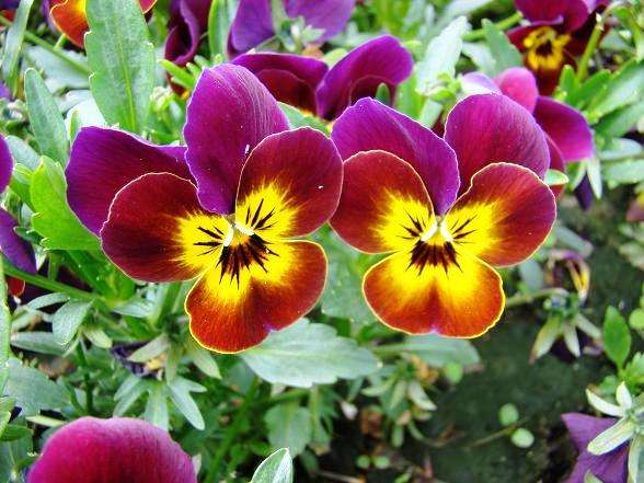 two pansies jigsaw puzzle online