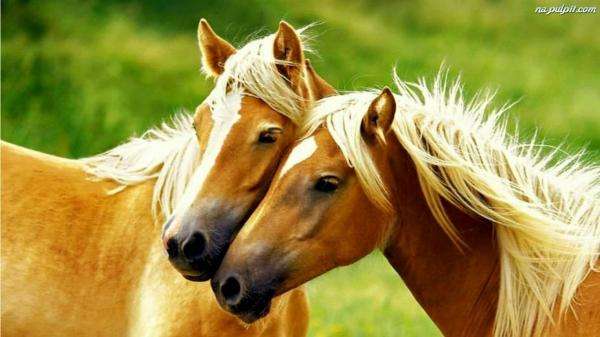 due pony sorelle puzzle online