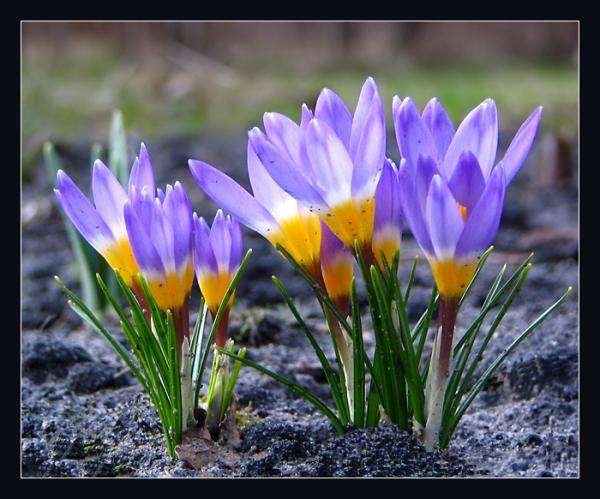 kora tavaszi virágok online puzzle