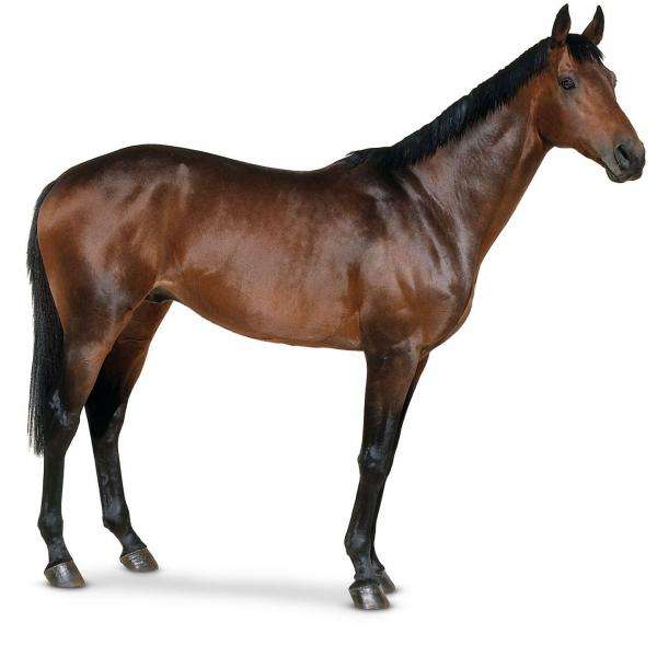 CAVALLO HORSE online puzzle