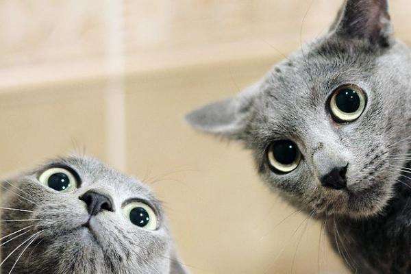 Två gråa katter pussel på nätet