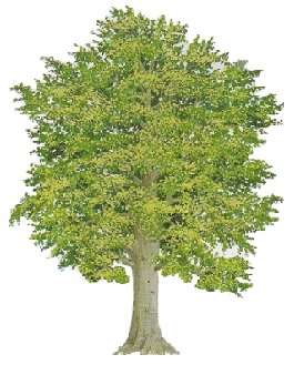 tree for children online puzzle