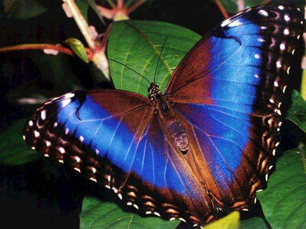 Bella farfalla puzzle online