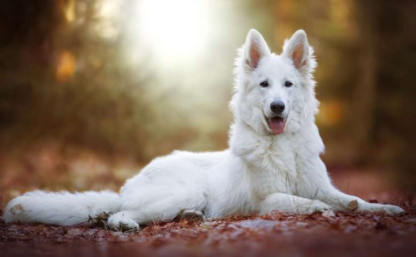 Бяло швейцарско овчарско куче онлайн пъзел