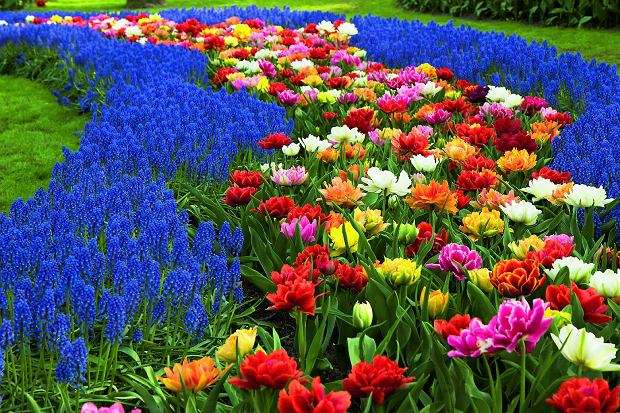 Virágok Virágok online puzzle