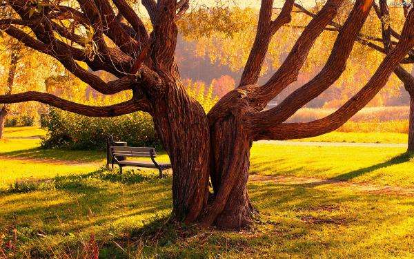 Park, vzrostlé stromy online puzzle