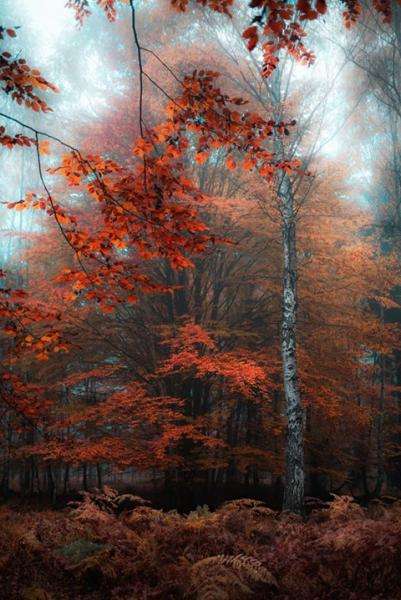 Есенно-червено дърво онлайн пъзел