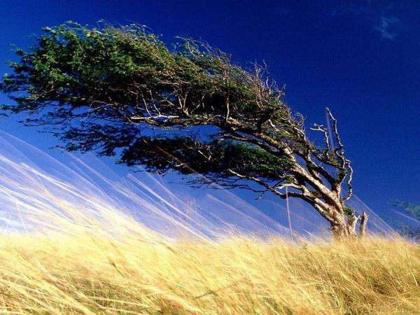 дърво на вятъра онлайн пъзел