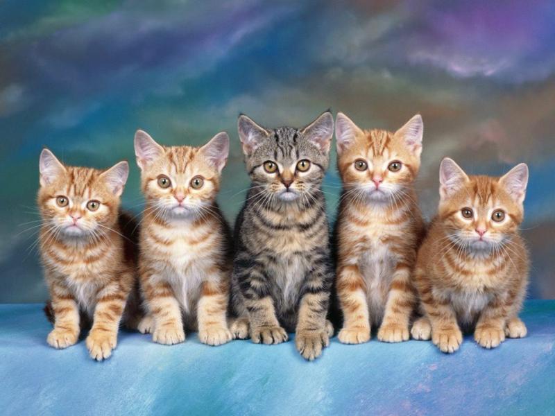 lovely animals, sweet kitty kats online puzzle