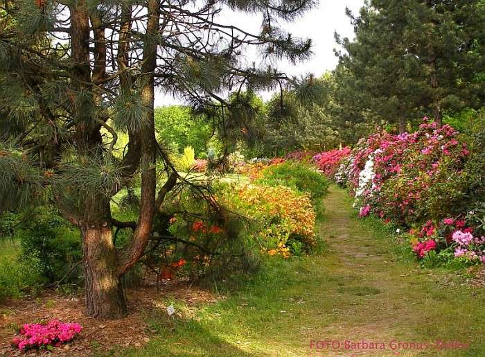 Parque de pinheiros, flores, caminho quebra-cabeças online