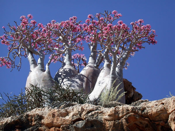szokatlan virágzó fák kirakós online